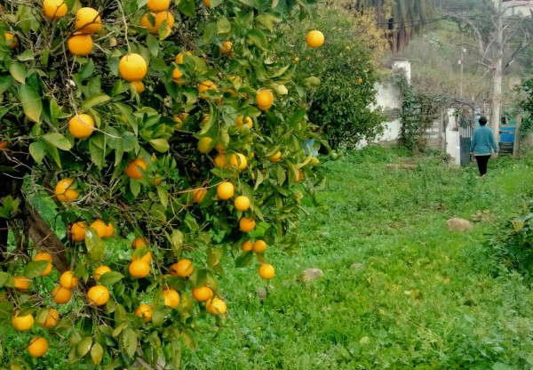 Reconstruir nuestro techo para seguir cultivando vida en Pino Santo's header image