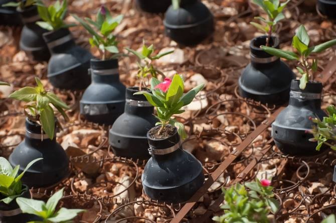 canisters-and-flowers.jpg