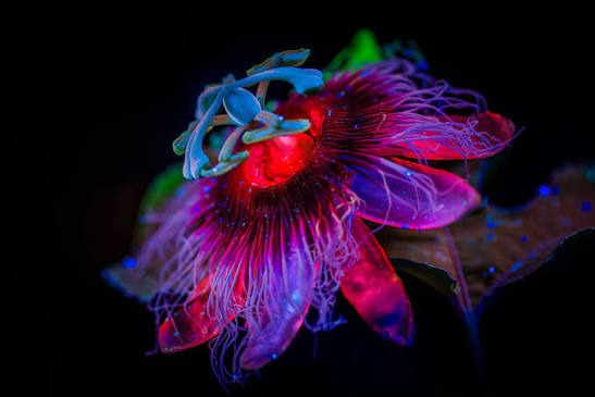 ultravioleta-2.jpg